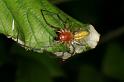 Cheiracanthium_erraticum_D5006_Z_88_Les Gris_Frankrijk